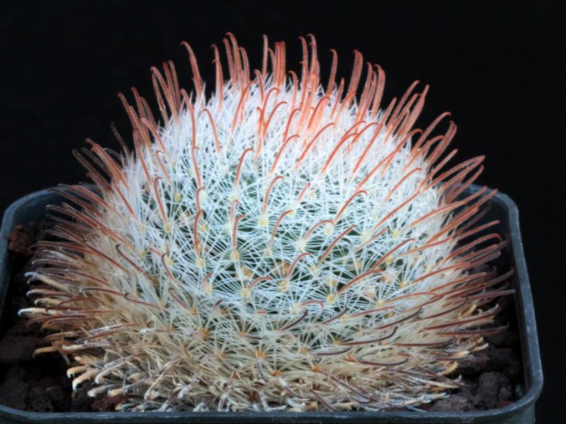 Mammillaria nazasensis 