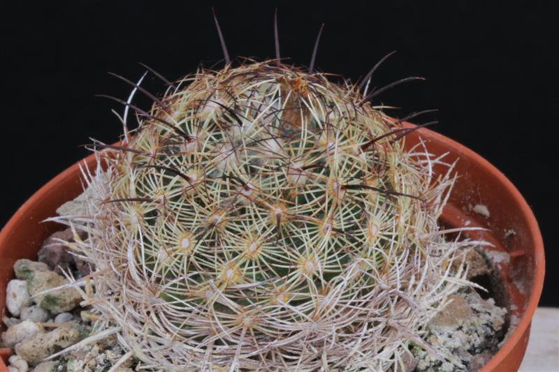 Coryphantha delaetiana SB 339