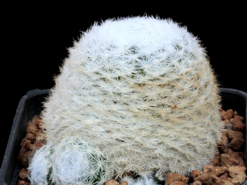 Mammillaria humboldtii 