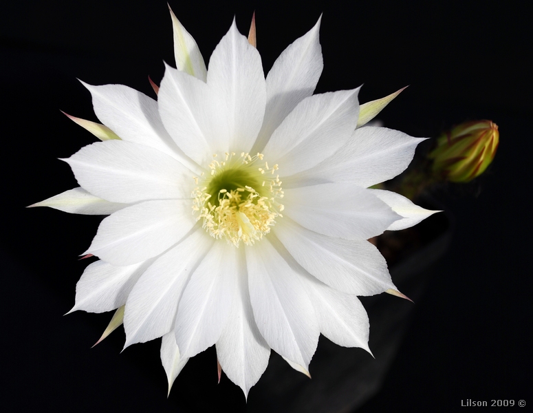 Echinopsis subdenudata 