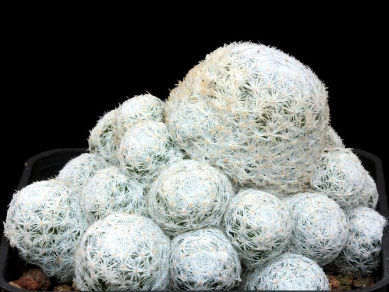 Mammillaria humboldtii 