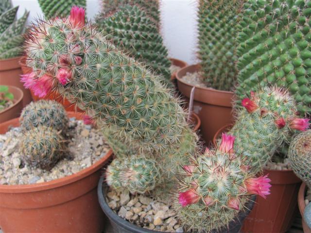 Mammillaria microhelia 