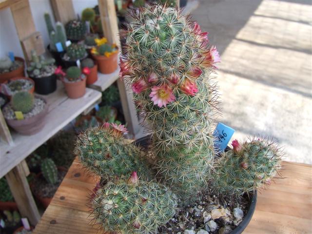 Mammillaria microhelia 