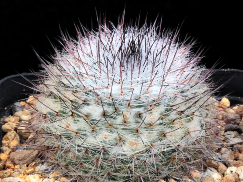 Mammillaria ritteriana 