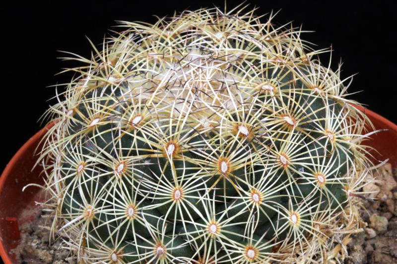 Coryphantha palmeri Z 173