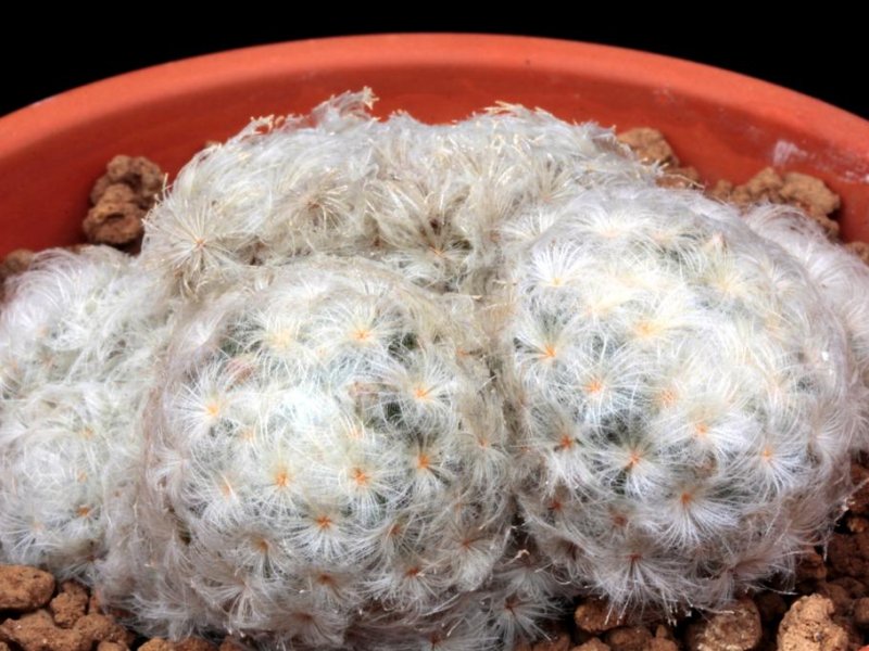 Mammillaria plumosa 