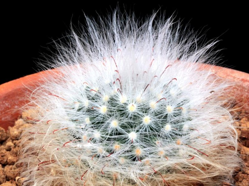 Mammillaria guelzowiana P 303