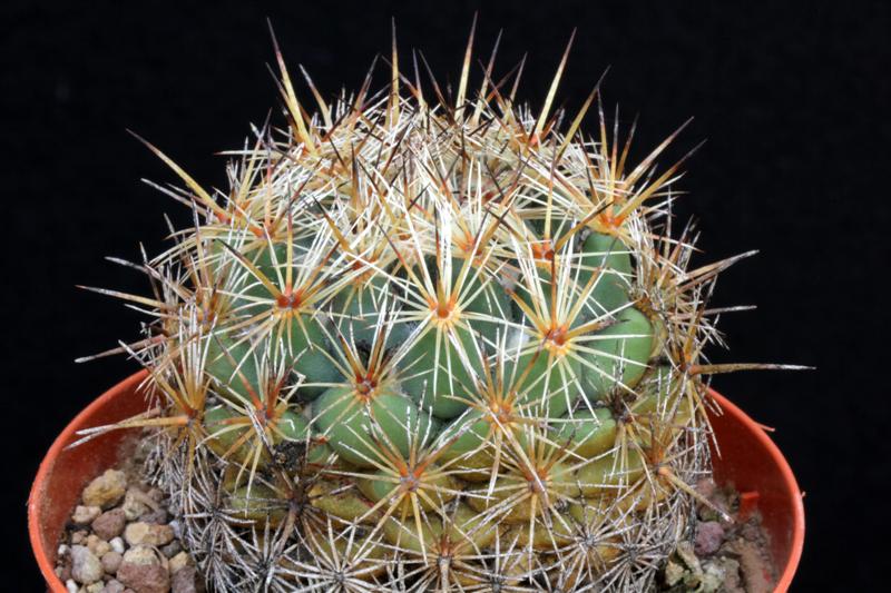 Coryphantha echinoidea PAN 164