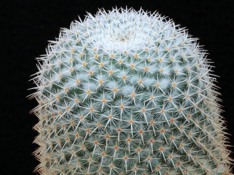 Mammillaria kunthii 