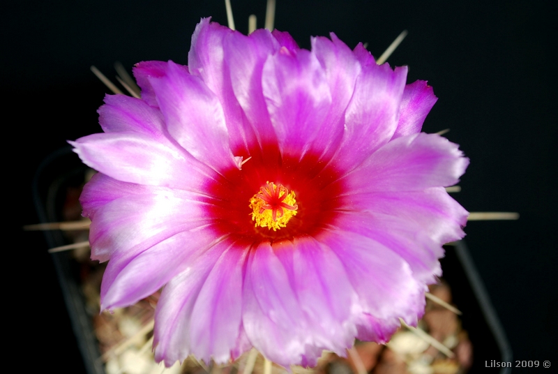 Thelocactus bicolor 