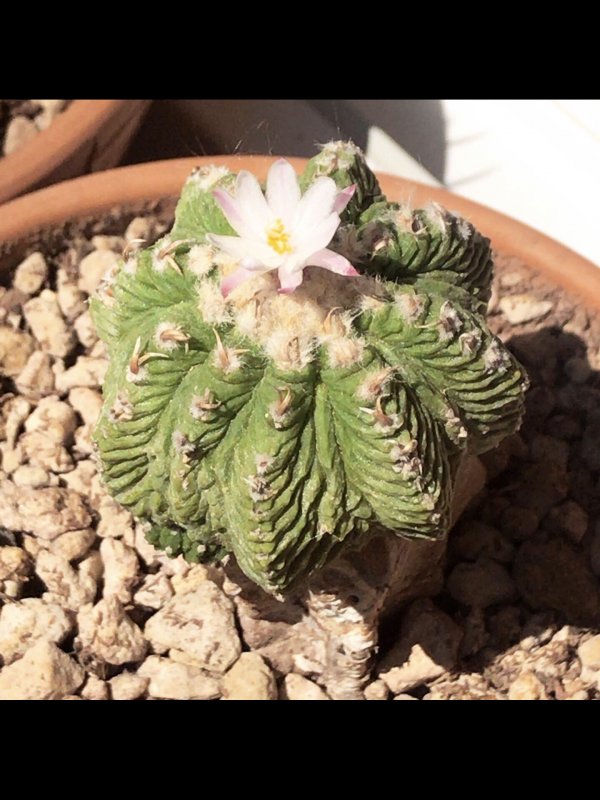 Aztekium ritteri 