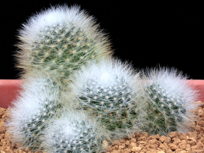 Mammillaria glassii x zeilmanniana 