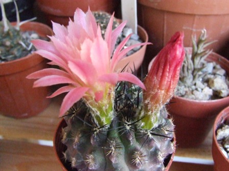 Neoporteria ? 