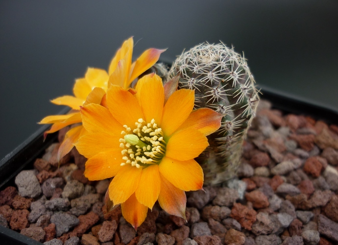 Rebutia rutiliflora FR 1113