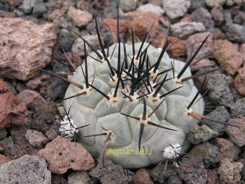 Copiapoa cinerea OLV 27