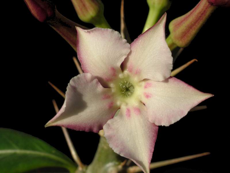 Pachypodium saundersii 