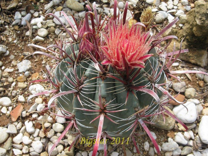 Ferocactus peninsulae v. townsendianus 