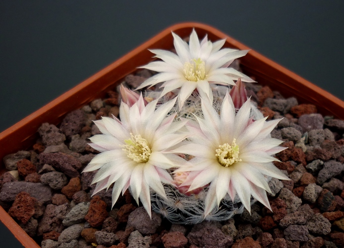 Mammillaria nana ssp. duwei 