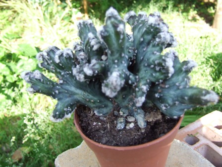 Monvilea spegazzini 