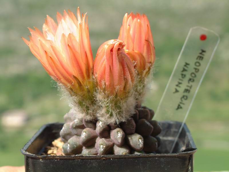 Neoporteria napina 