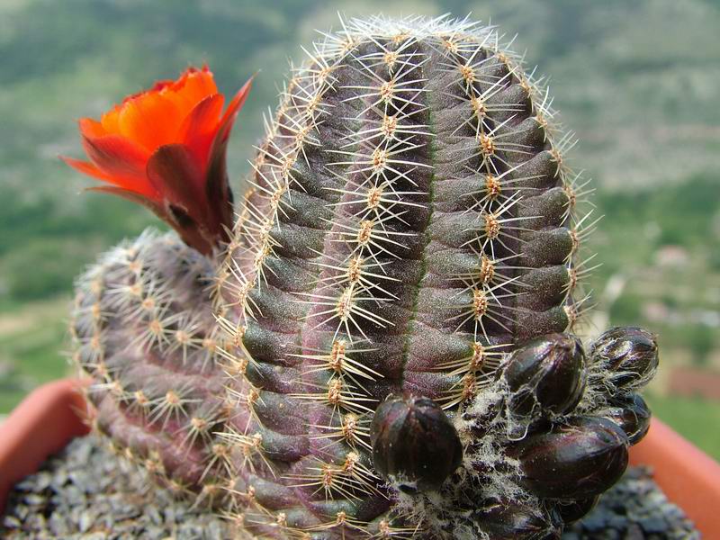 Rebutia pygmaea v. friedrichiana 