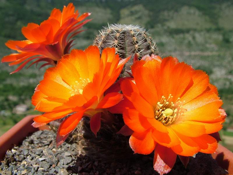 Rebutia pygmaea v. friedrichiana 