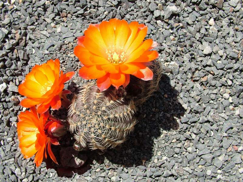 Rebutia pygmaea v. friedrichiana 