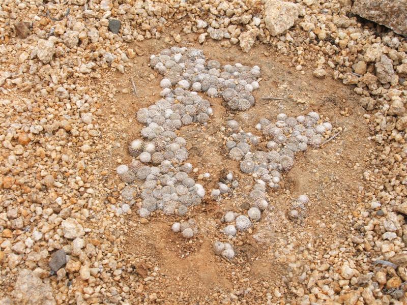 Copiapoa laui 