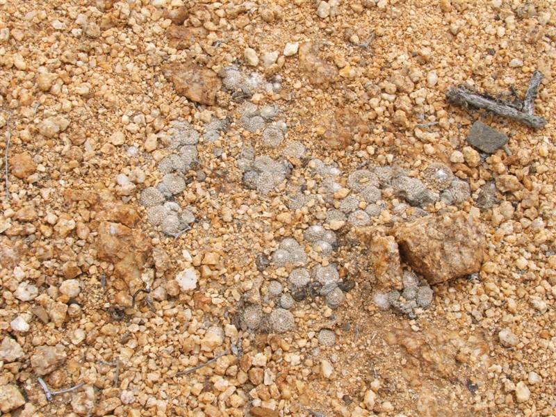 Copiapoa laui 