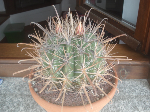 Ferocactus peninsulae ssp. santa-maria 