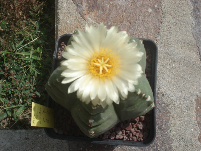 Astrophytum myriostigma cv. kikko 