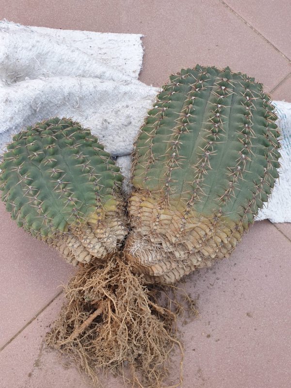 Gymnocalycium  