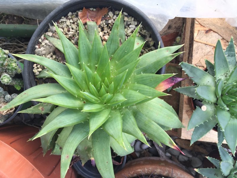 Aloe polyphylla 