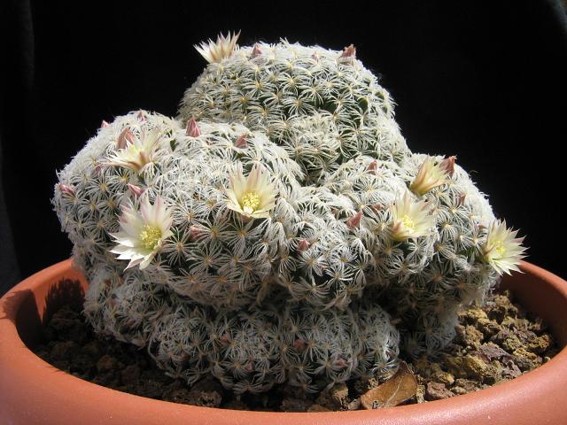 Mammillaria nana ssp. duwei 