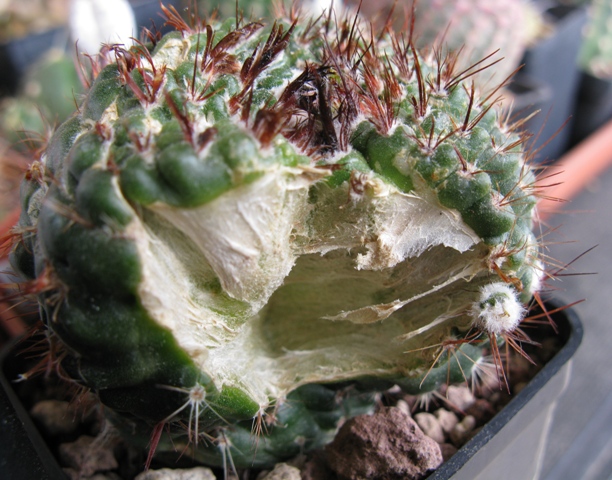  notocactus werdermannianus mostruoso 