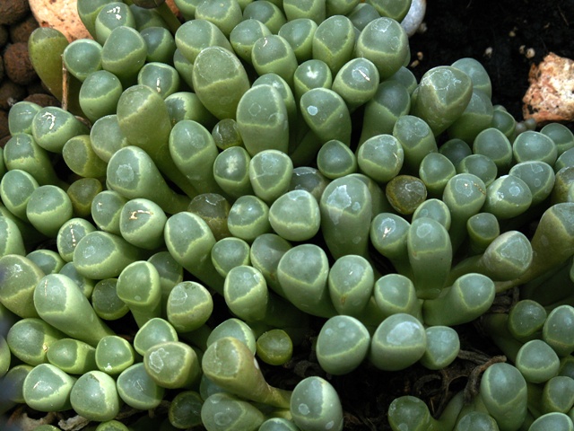 Fenestraria rhopalophylla ssp. aurantiaca 