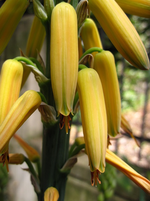 Aloe vera x arborescens 