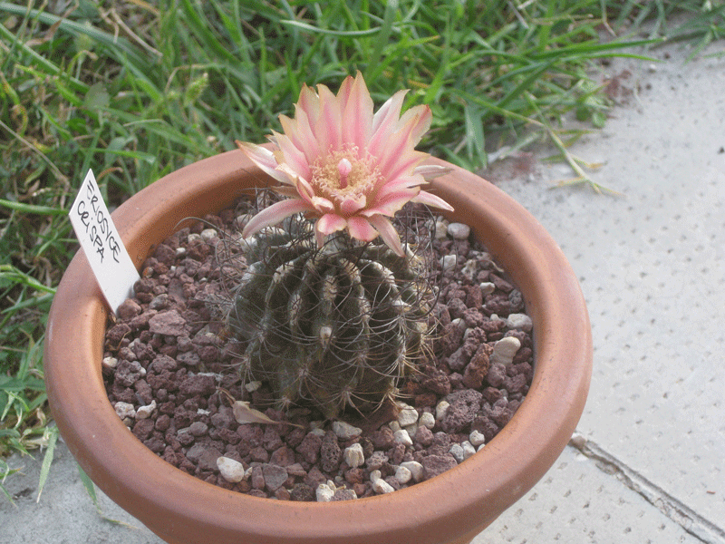eriosyce crispa 