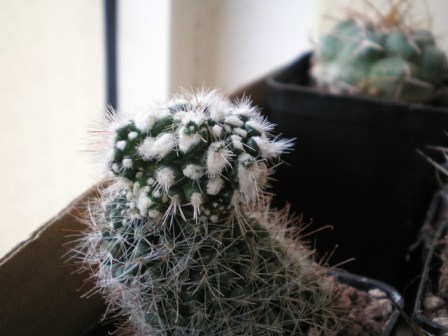 mammillaria  