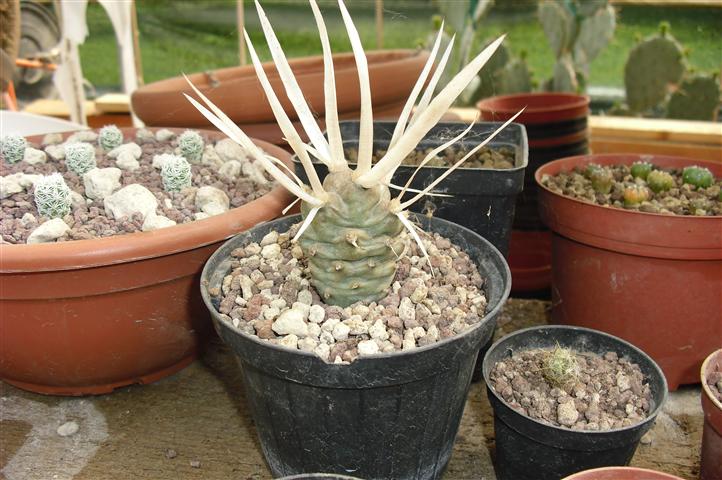 Tephrocactus articulatus v. papyracanthus 