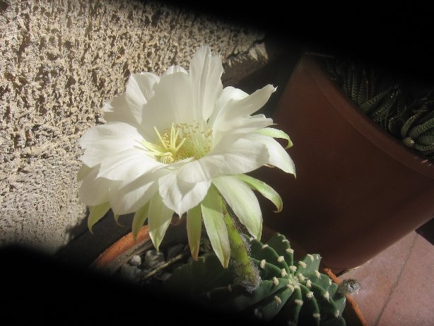 Echinopsis subdenudata 