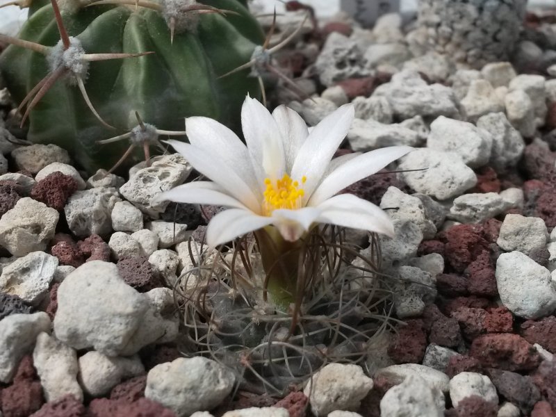 Turbinicarpus graminispinus GM 1354