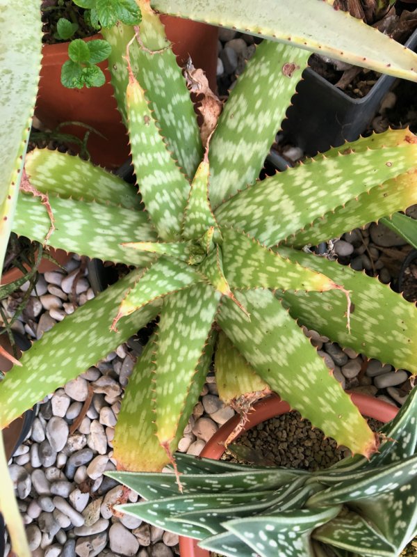 Aloe greatheadii v. davyana 