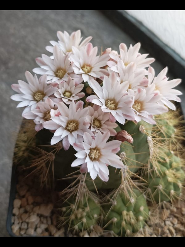 Gymnocalycium chacoense 