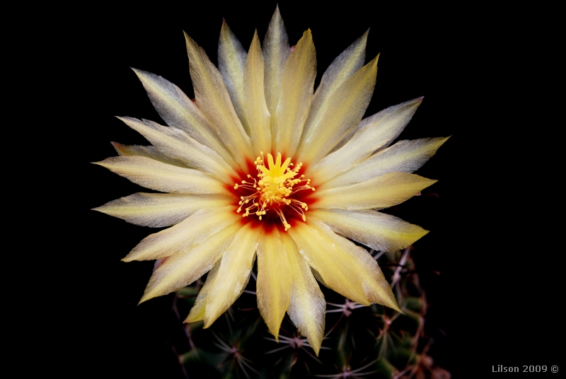 Thelocactus setispinus 