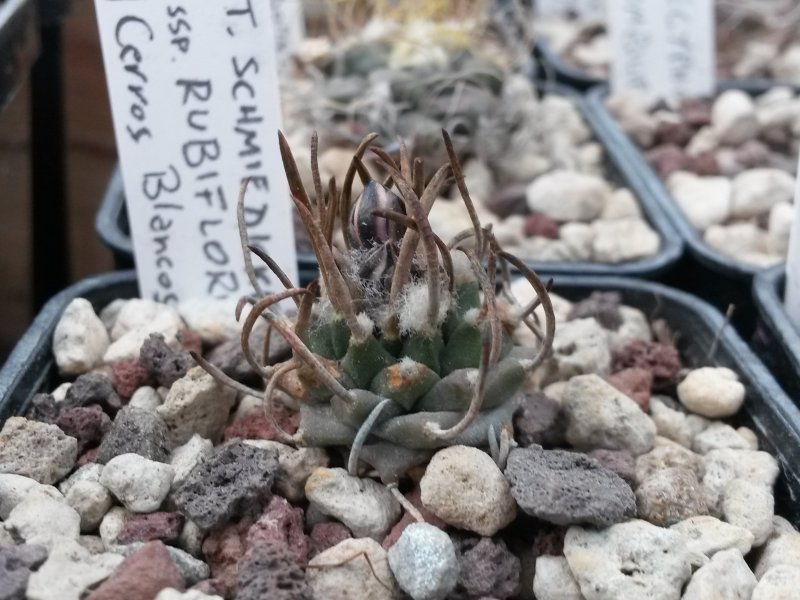 Turbinicarpus schmiedickeanus ssp. rubriflorus 