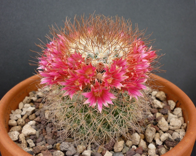 Mammillaria rekoi ssp. leptacantha 