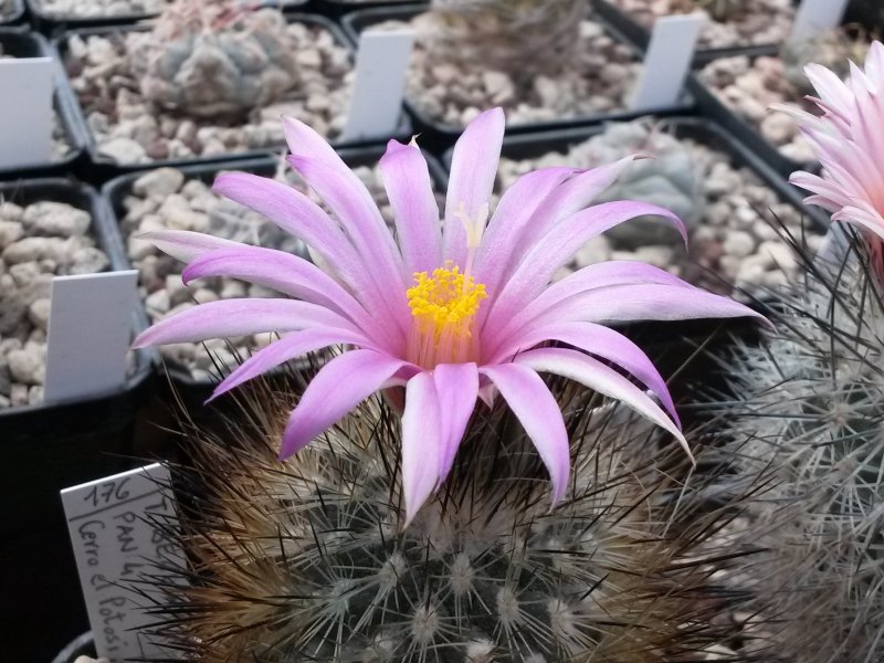 Turbinicarpus beguinii PAN 4