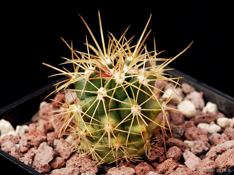 Ferocactus schwarzii 