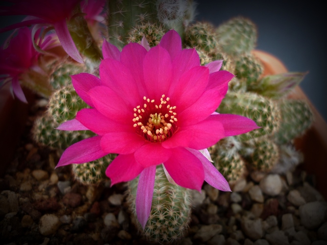 chamaecereus cv. violet